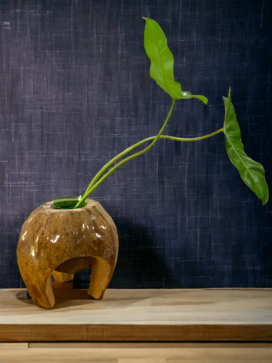 Coconut vase